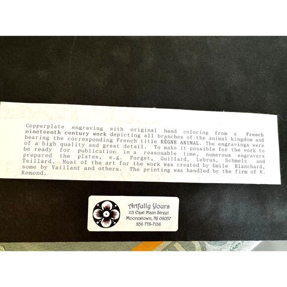 Stunning vintage copperplate engraving 19th century print bees and wasps framed - Picture 7 of 8